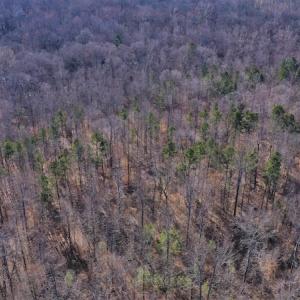 Photo #5 of SOLD property in Off Bringle Ferry Road, Salisbury, NC 74.0 acres