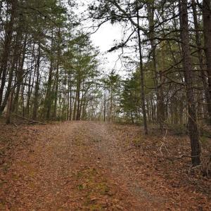 Photo #7 of SOLD property in Off Morgan Road, Albemarle, NC 21.9 acres