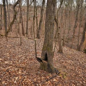Photo #10 of SOLD property in Off Morgan Road, Albemarle, NC 21.9 acres