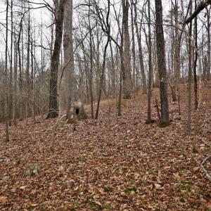 Photo #11 of SOLD property in Off Morgan Road, Albemarle, NC 21.9 acres
