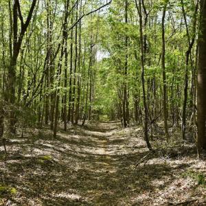 Photo #2 of SOLD property in Off Pennington Road, Albemarle, NC 67.4 acres