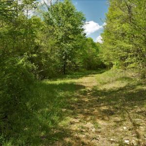 Photo #3 of SOLD property in Off Pennington Road, Albemarle, NC 67.4 acres