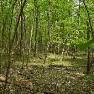 Photo #4 of SOLD property in Off Pennington Road, Albemarle, NC 67.4 acres