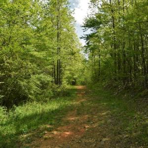 Photo #5 of SOLD property in Off Pennington Road, Albemarle, NC 67.4 acres