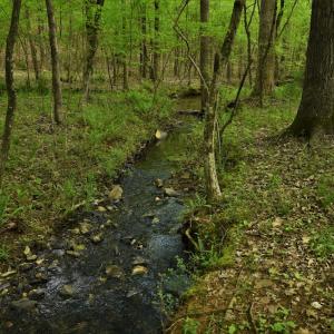 Photo #7 of SOLD property in Off Pennington Road, Albemarle, NC 67.4 acres