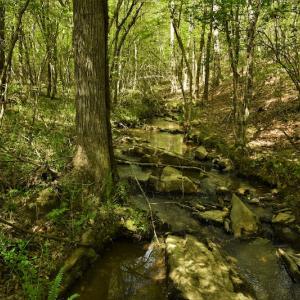 Photo #9 of SOLD property in Off Pennington Road, Albemarle, NC 67.4 acres
