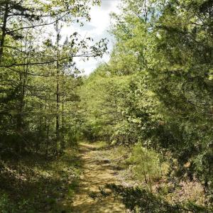 Photo #10 of SOLD property in Off Pennington Road, Albemarle, NC 67.4 acres