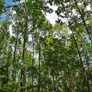 Photo #11 of SOLD property in Off Pennington Road, Albemarle, NC 67.4 acres