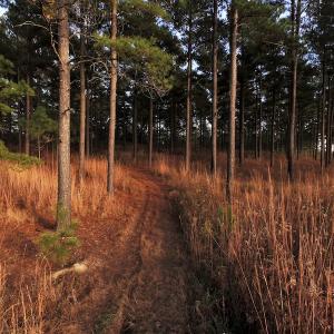 Photo #7 of SOLD property in Off Efird Road, Albemarle, NC 109.3 acres