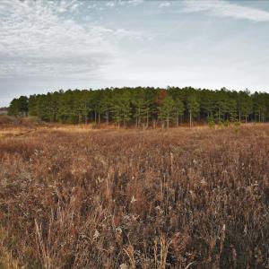 Photo #8 of SOLD property in Off Efird Road, Albemarle, NC 109.3 acres