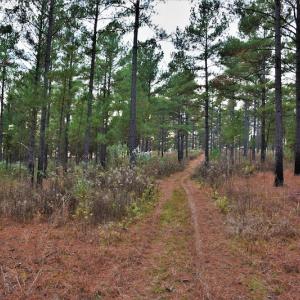 Photo #11 of SOLD property in Off Efird Road, Albemarle, NC 109.3 acres