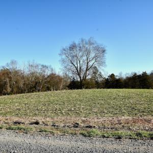 Photo #7 of SOLD property in Off Carpenter Road, Marshville, NC 16.2 acres