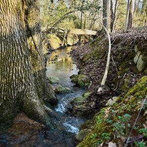 Photo #8 of SOLD property in Off Carpenter Road, Marshville, NC 16.2 acres