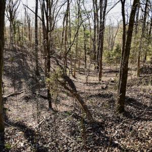 Photo #11 of SOLD property in Off Carpenter Road, Marshville, NC 16.2 acres