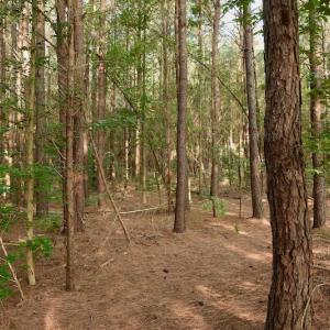 Photo #7 of SOLD property in Off Old Pageland Hwy, Monroe, NC 24.8 acres