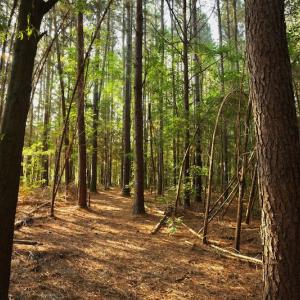 Photo #8 of SOLD property in Off Old Pageland Hwy, Monroe, NC 24.8 acres
