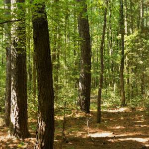 Photo #11 of SOLD property in Off Old Pageland Hwy, Monroe, NC 24.8 acres