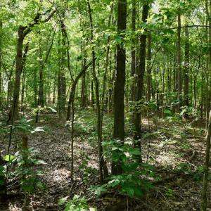 Photo #8 of SOLD property in Off Nance Tarlton Road, Marshville, NC 46.8 acres