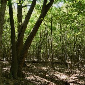 Photo #10 of SOLD property in Off Nance Tarlton Road, Marshville, NC 46.8 acres