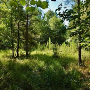 Photo #11 of SOLD property in Off Nance Tarlton Road, Marshville, NC 46.8 acres