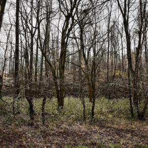 Photo #41 of SOLD property in Off Old Airport Road, Concord, NC 38.1 acres