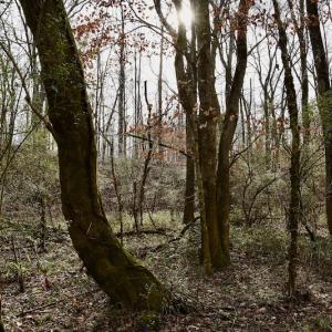Photo #42 of SOLD property in Off Old Airport Road, Concord, NC 38.1 acres