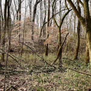 Photo #43 of SOLD property in Off Old Airport Road, Concord, NC 38.1 acres