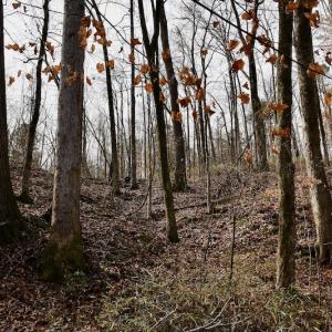 Photo #46 of SOLD property in Off Old Airport Road, Concord, NC 38.1 acres