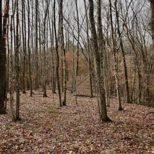 Photo #52 of SOLD property in Off Old Airport Road, Concord, NC 38.1 acres