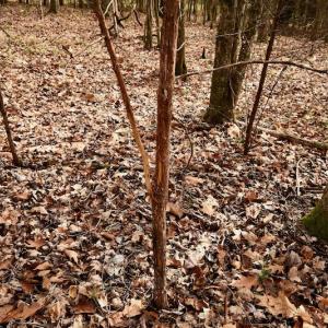 Photo #53 of SOLD property in Off Old Airport Road, Concord, NC 38.1 acres