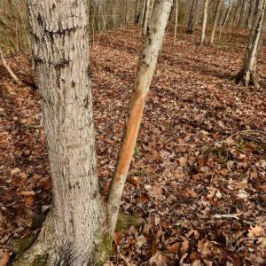 Photo #54 of SOLD property in Off Old Airport Road, Concord, NC 38.1 acres