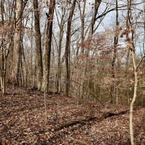 Photo #55 of SOLD property in Off Old Airport Road, Concord, NC 38.1 acres