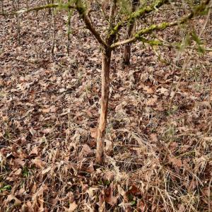 Photo #60 of SOLD property in Off Old Airport Road, Concord, NC 38.1 acres