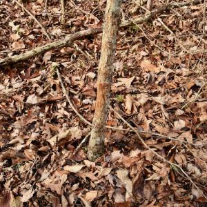 Photo #61 of SOLD property in Off Old Airport Road, Concord, NC 38.1 acres