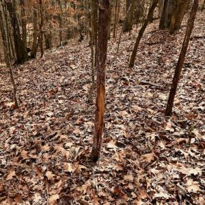 Photo #64 of SOLD property in Off Old Airport Road, Concord, NC 38.1 acres
