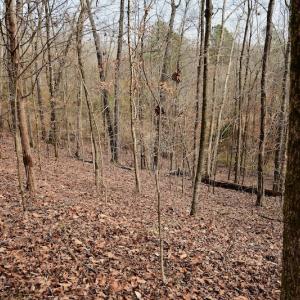 Photo #66 of SOLD property in Off Old Airport Road, Concord, NC 38.1 acres