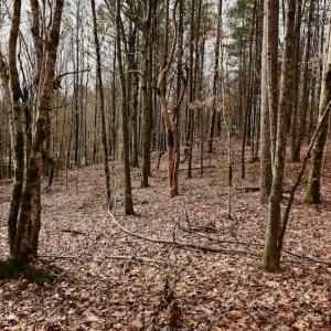 Photo #68 of SOLD property in Off Old Airport Road, Concord, NC 38.1 acres