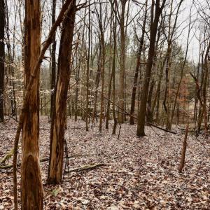 Photo #69 of SOLD property in Off Old Airport Road, Concord, NC 38.1 acres
