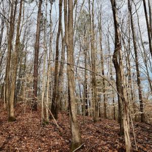 Photo #71 of SOLD property in Off Old Airport Road, Concord, NC 38.1 acres