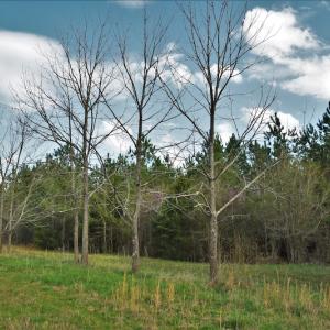 Photo #9 of SOLD property in 8300 Reed Mine Road, Midland, NC 66.1 acres