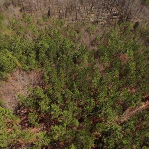 Photo #5 of SOLD property in Off Wyatt Grove Church Rd, Richfield, NC 27.3 acres