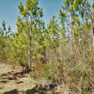 Photo #7 of SOLD property in Off Wyatt Grove Church Rd, Richfield, NC 27.3 acres