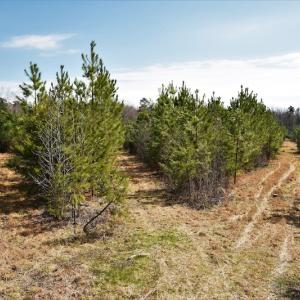 Photo #8 of SOLD property in Off Wyatt Grove Church Rd, Richfield, NC 27.3 acres
