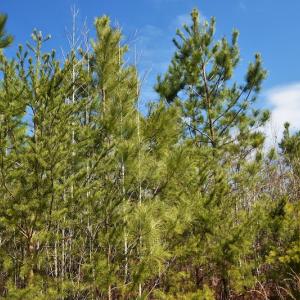Photo #9 of SOLD property in Off Wyatt Grove Church Rd, Richfield, NC 27.3 acres
