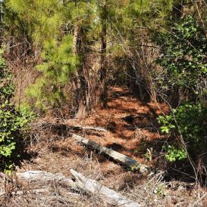 Photo #10 of SOLD property in Off Wyatt Grove Church Rd, Richfield, NC 27.3 acres