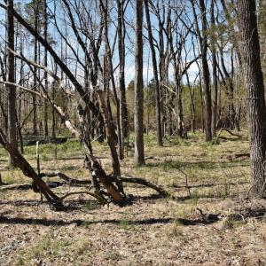 Photo #11 of SOLD property in Off Wyatt Grove Church Rd, Richfield, NC 27.3 acres