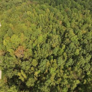 Photo #4 of SOLD property in Off Flat Creek Church Road, Richfield, NC 68.2 acres