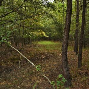 Photo #10 of SOLD property in Off Flat Creek Church Road, Richfield, NC 68.2 acres
