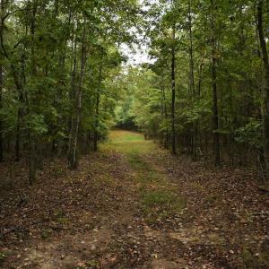 Photo #11 of SOLD property in Off Flat Creek Church Road, Richfield, NC 68.2 acres