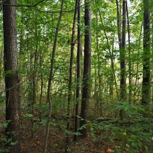 Photo #3 of SOLD property in Off Goodman Lake Road, Salisbury, NC 0.4 acres